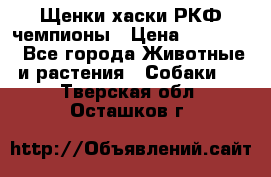 Щенки хаски РКФ чемпионы › Цена ­ 90 000 - Все города Животные и растения » Собаки   . Тверская обл.,Осташков г.